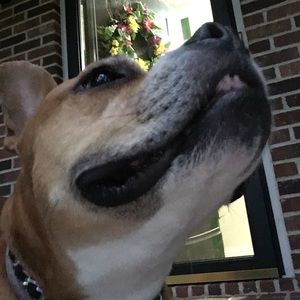 Meet your Posher, Pattie